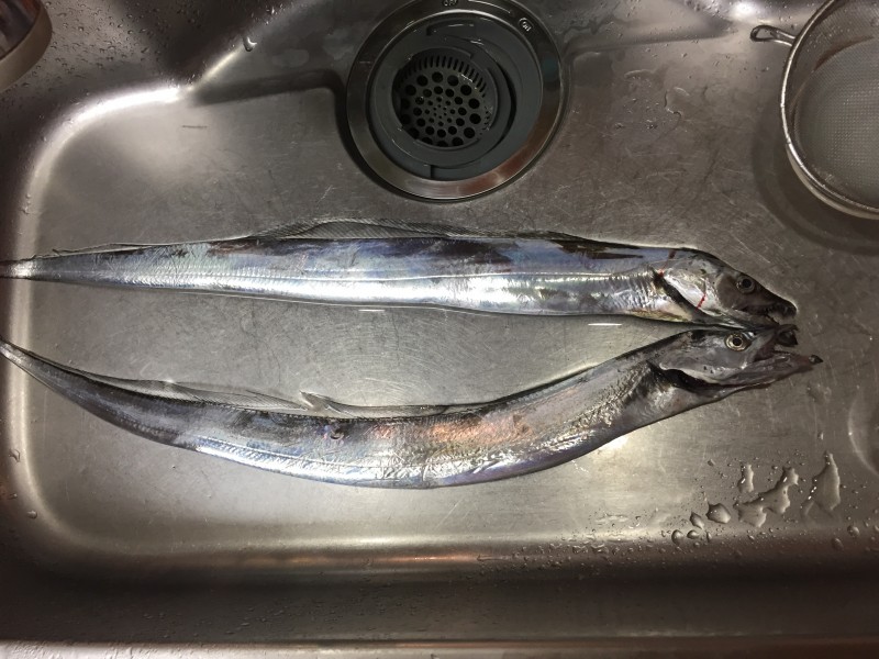 タクヤ　キンメダイ