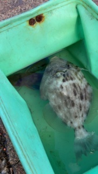 へっぽこ釣り師