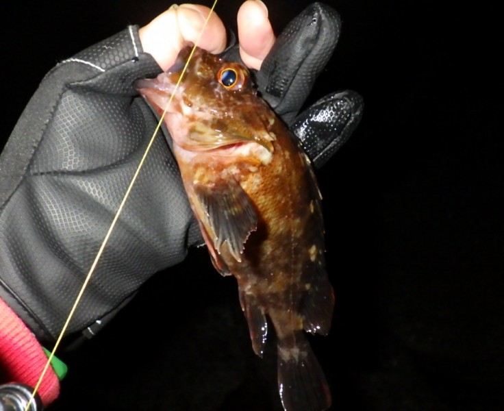 <p>宙層を攻めれば本命（メバル）が出るのではと頑張りましたが<br />結果は&amp;hellip;</p>
<h1 class="skin-entryTitle" style="font-size: 26px; margin: 0px 0px 20px; line-height: 1.4; color: #607374; padding-bottom: 15px; border-bottom: 1px solid #9e9e9e; font-family: -apple-system, BlinkMacSystemFont, sans-serif; background-color: #ffffff;" data-uranus-component="entryTitle"><a class="skinArticleTitle" style="background-color: transparent; opacity: 0.8; outline: 0px; text-decoration-line: none;" href="https://ameblo.jp/knokappa/entry-12962344843.html" rel="bookmark" aria-current="page" data-google-interstitial="false">場復活への遠い道のり&amp;hellip;</a></h1>
<p>#プロモーション<br />#マルキュー<br />#ダン</p>