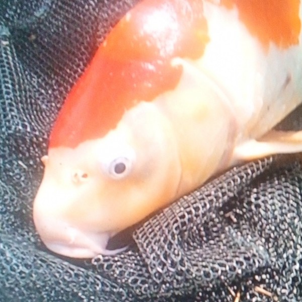 お顔の ドアップです