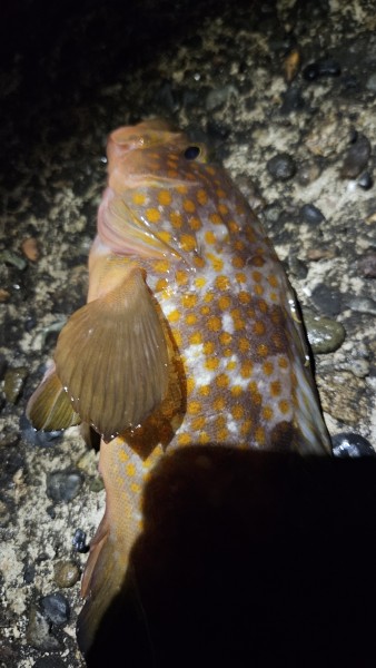 とりあえず巻きなおさないとなー