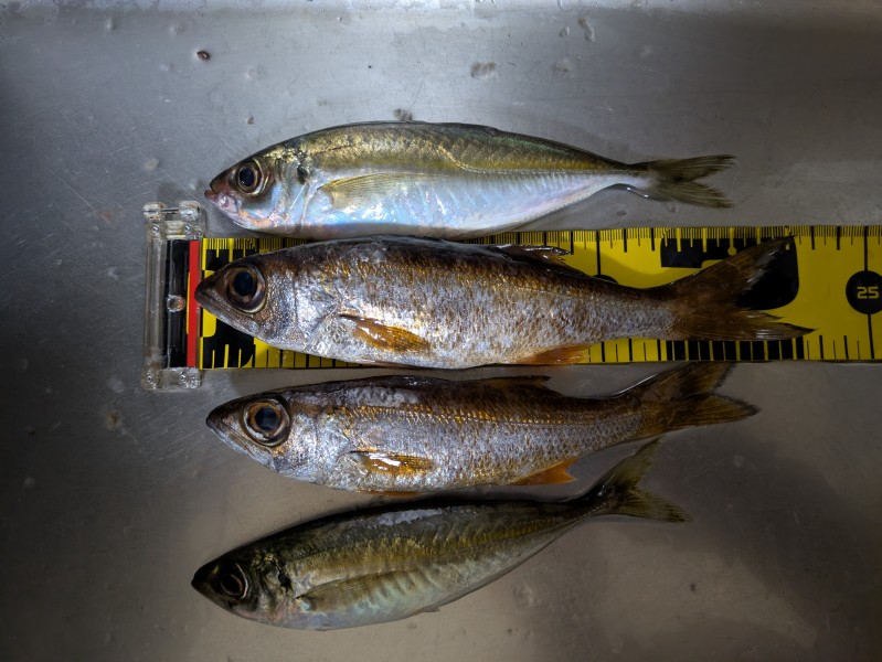 アジは塩焼き、ムツは煮付けで。