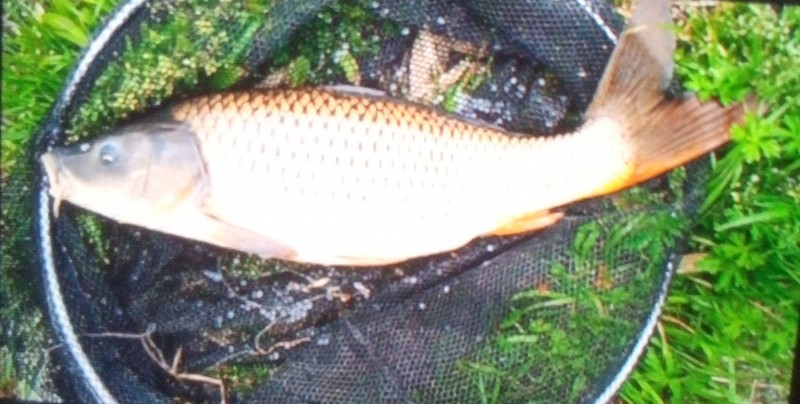 エサはコーン3粒     婆ちゃん そんなにムキにならなくても