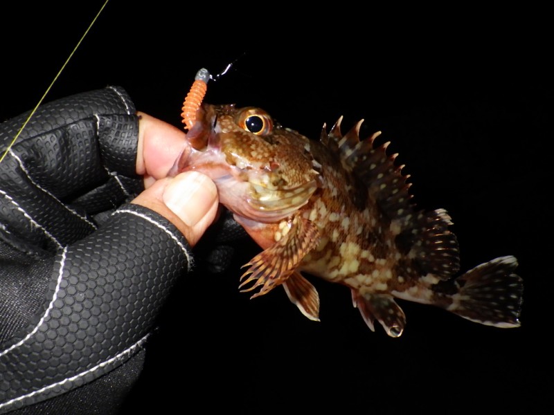 <p>ただ、<br />群れは小さいのか単発で、その後もアジっぽいアタリは数回あるも乗せきれず<br />定番ガッシーに癒されました。</p>
<h1 class="skin-entryTitle" style="font-size: 26px; margin: 0px 0px 20px; line-height: 1.4; color: #607374; padding-bottom: 15px; border-bottom: 1px solid #9e9e9e; font-family: -apple-system, BlinkMacSystemFont, sans-serif; background-color: #ffffff;" data-uranus-component="entryTitle"><a class="skinArticleTitle" style="background-color: transparent; text-decoration-line: none;" href="https://ameblo.jp/knokappa/entry-12961838772.html" rel="bookmark" aria-current="page" data-google-interstitial="false">渋滞を越え、やっと掴んだ2026年初アジ</a></h1>
<p>#プロモーション<br />#マルキュー<br />#ダン</p>