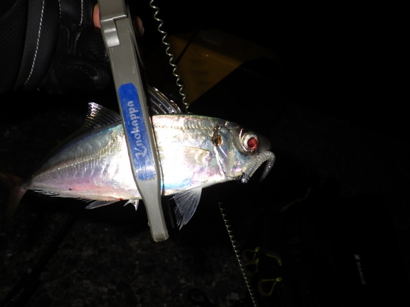 祝!!2026年初アジGET~