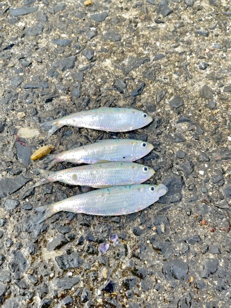 サビキをやりました。