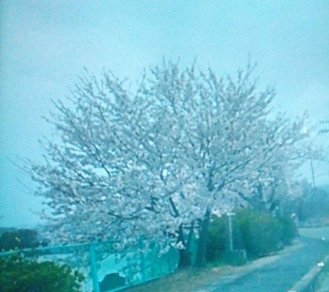 帰宅時に     あっ 桜の花    車を止めて  車中からのお花見でした