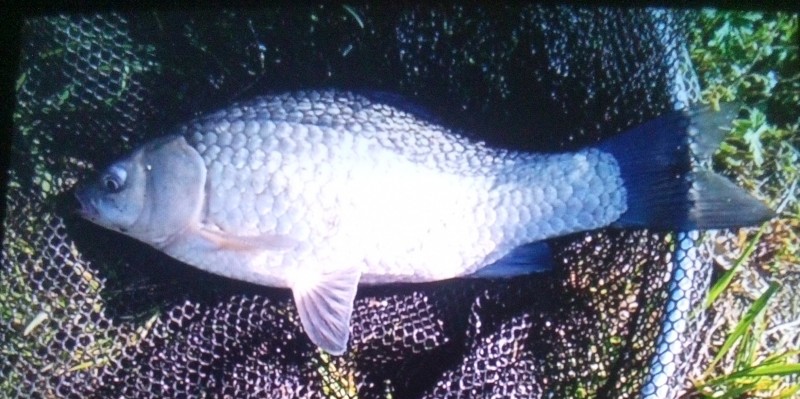 鯉は離れたところで      池からバシャバシャ飛び上がってた    10回くらいとびあがり姿あちこちで見せてくれた      でも餌のコーンには食い付いてくれなかった
