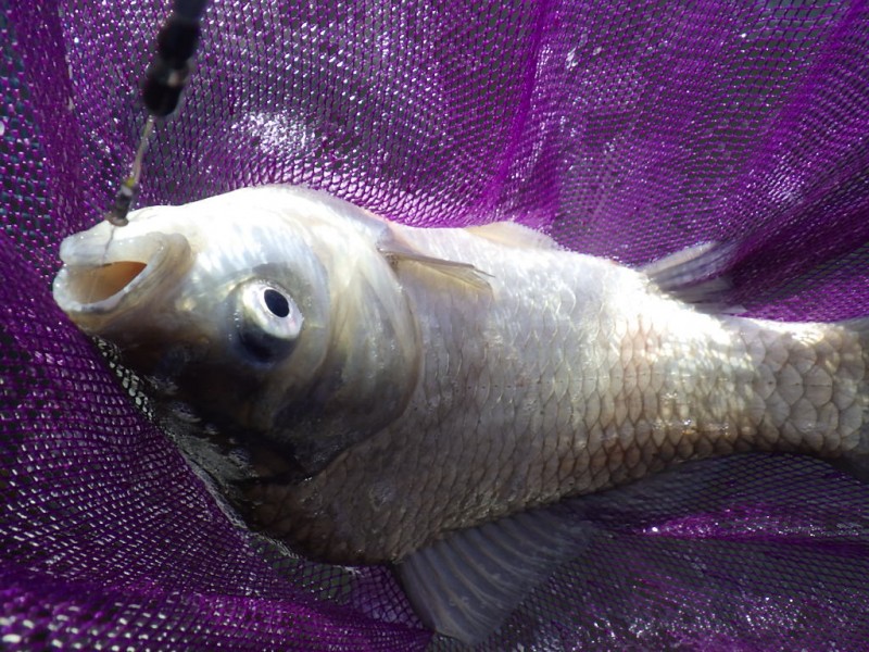 <p>出だしこそ好調でしたが、８時半を回った頃より活性の変化について行けず撃沈&amp;hellip;</p>
<p>予選突破は次回以降に持ち越しとなりました。</p>
<h1 class="skin-entryTitle" style="font-size: 26px; margin: 0px 0px 20px; line-height: 1.4; color: #607374; padding-bottom: 15px; border-bottom: 1px solid #9e9e9e; font-family: -apple-system, BlinkMacSystemFont, sans-serif; background-color: #ffffff;" data-uranus-component="entryTitle"><a class="skinArticleTitle" style="background-color: transparent; text-decoration-line: none;" href="https://ameblo.jp/knokappa/entry-12962600771.html" rel="bookmark" aria-current="page" data-google-interstitial="false">活性の変化についていけず&amp;hellip;　in　朝日池</a></h1>
<p>#プロモーション<br />#マルキュー<br />#ダン</p>