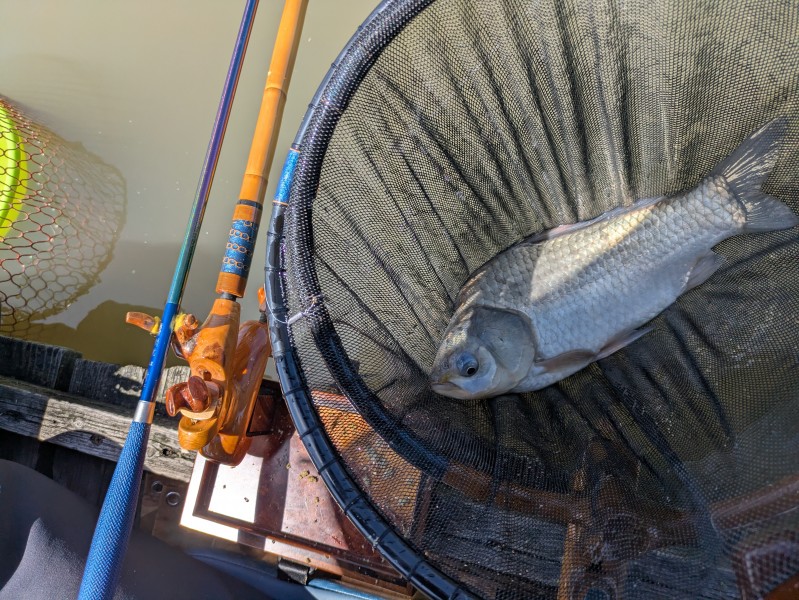 佐屋川西之森 グルテン好調、コブセットは良型