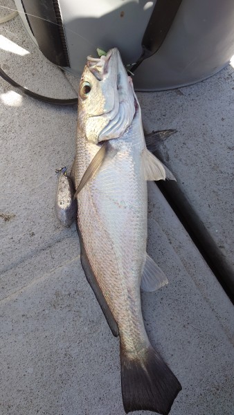 和歌山県 紀ノ川河口(和歌山市) 釣果