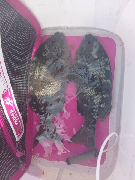 ４２センチと３９センチのグレ