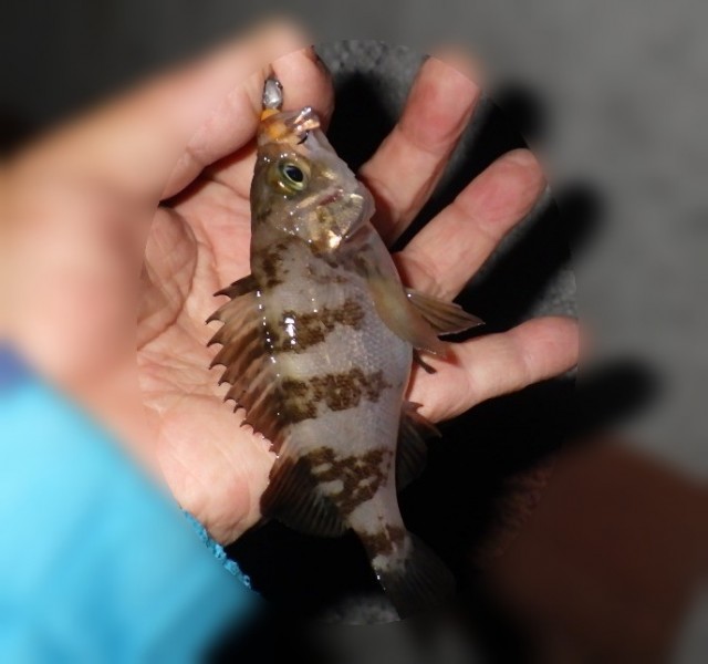 <h1 class="skin-entryTitle" style="font-size: 26px; margin: 0px 0px 20px; line-height: 1.4; color: #607374; padding-bottom: 15px; border-bottom: 1px solid #9e9e9e; font-family: -apple-system, BlinkMacSystemFont, sans-serif; background-color: #ffffff;" data-uranus-component="entryTitle"><a class="skinArticleTitle" style="background-color: transparent; opacity: 0.8; outline: 0px; text-decoration: none;" href="https://ameblo.jp/knokappa/entry-12963129084.html" rel="bookmark" aria-current="page" data-google-interstitial="false">ロリでもうれしい～、再現性なくともＯＫ～</a></h1>
<p>#プロモーション<br />#マルキュー<br />#ダン</p>