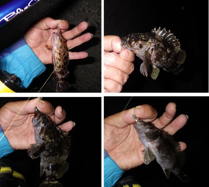 <p>&amp;nbsp;</p>
<p>再度、<br />ジグ単に戻し本命（メバル）をＧＥＴし気持ちよく納竿としました！！</p>
<p>&amp;nbsp;</p>
<p>&amp;nbsp;</p>