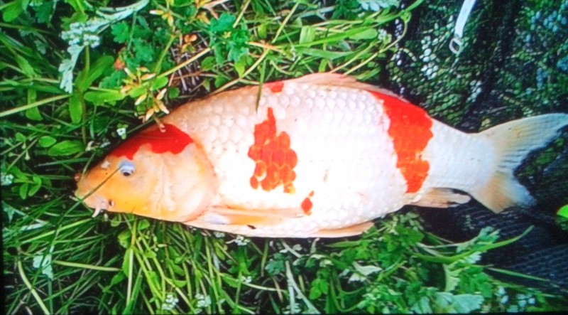 草の生えた坂で写したら     う〜ん   イマイチ