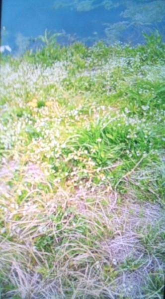 リリースはタオルで尾ビレ持って 坂を おりかけたんだけど コイより先に コロコロ💦     アチャー      一瞬???     池に落ちかけた   下半身ズブ！     左足人工関節入れてるんだけど 坂は  やっぱ無理やな    ハフハフしてパニクってるコイそ～っと逃して    もう少しとやってみたけど大きめの錦コイ2匹見えたけど     餌投入 逃げた     ここでは助手がいる