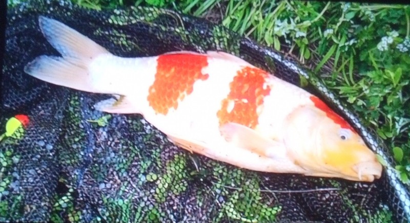 70cm位なのが見えたので  餌投入      しかしスルーされ      代わりに近づいてきたのがこのコ