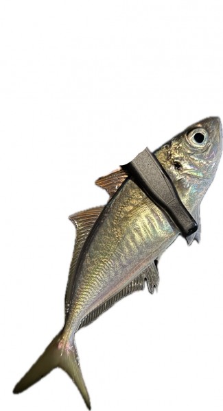 神奈川県 その他神奈川県の海・磯 釣果