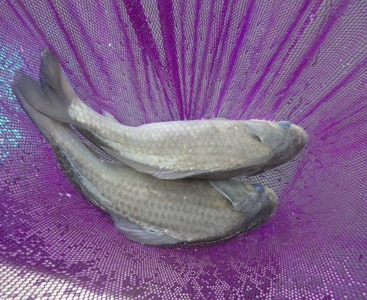 岐阜県 海津市の池または湖 釣果