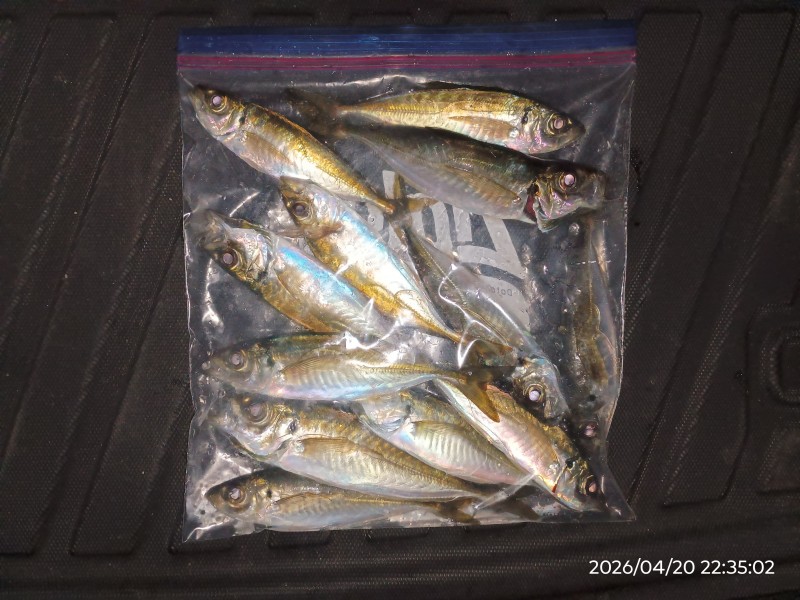 と、スタートは好調も、満潮潮どまりでアタリが遠のく。8匹目からツ抜けまでが長かった。ああでもない、こうでもないと、もがき苦しむこの時間帯が、嫌いではない。最終12匹。型は16cm～21cm。