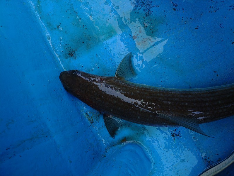 お約束のデカエソ