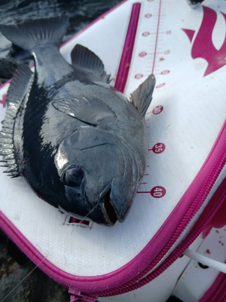 和歌山県市江（吉丸渡船）でグレ釣り