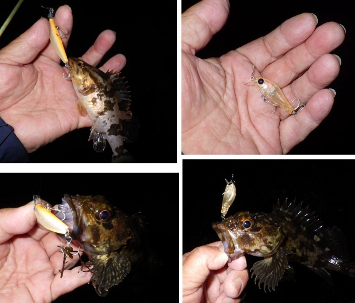 <p>明るいうちのジグ単と薄暗くなってからのフローティングプラグには、タケノコメバルがよく反応してくれました。</p>
<p>&amp;nbsp;</p>
<p>#プロモーション<br />#マルキュー<br />#ダン</p>