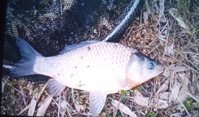 今日のエサは     マルキューさんのみどりの練りエサでした     池の対岸ぐらいで コイが     跳ねてました     ここ10日程    体調思わしくない 4月はや終わるのですね