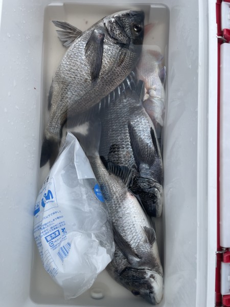 代わりに乗っ込みチヌGET