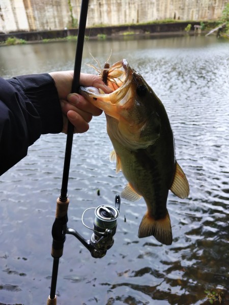 連日の朝釣行

シャローで浮いている魚を見つけて慎重にアプローチ

コイケサンダーの2.7gDSのフォール、シェイクで食わせました。

ネスト絡みの魚かもしれなかいので速やかにリリースしました