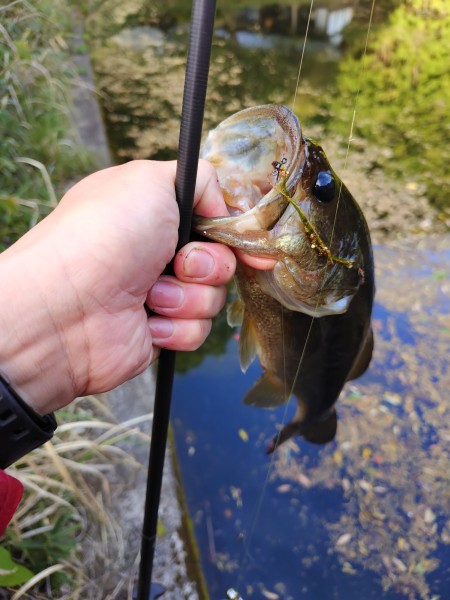 週末の朝イチ釣行へ

ウィードの沖側エッジでコイケサンダーのDSを中層でフワフワさせていたらひったくっていきました