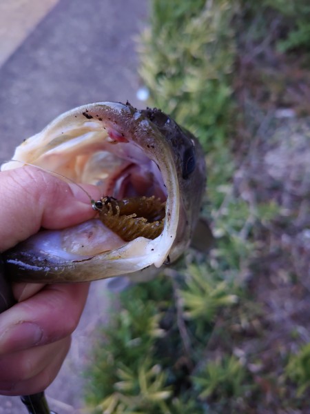 週末朝イチ釣行２日目

落ち葉枯草が溜まっている一角でギーラカンスの10gDSを入れてシェイク