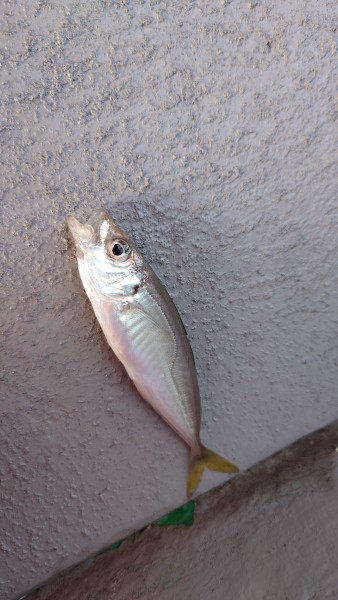 和歌山県 その他和歌山県の海・磯 釣果