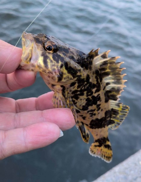 <p>　　　　　　　　　　　　　（明るい内にタケノコが釣れました）</p>
<p>しかし、<br />圧倒的にガッシーの方が多く、何とか両目が開くも<br />ガッシーパラダイス（地獄？）になりそうだったので、早めに切り上げました。<br /><br /></p>
<p>&amp;nbsp;</p>
<p>#プロモーション<br />#マルキュー<br />#ダン</p>
