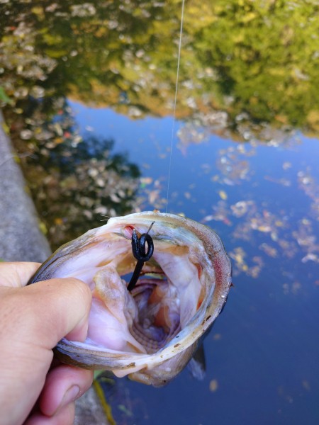 今日はフィネス練習

足元でウロウロしている魚がいたので岸際ギリギリにスキニーイールクローラーのネコリグを入れて着底後からのアクションで釣れました