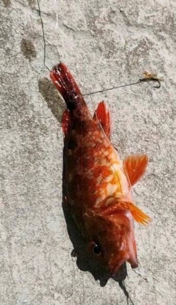 オーナー落とし込みジグサビキに21cmのガシラちゃん笑
エソ〜50cm4尾とガシラちゃんはみんなお家へお帰りいただきました。
何より7点差をひっくり返してくれたタイガースのサヨナラ勝利がサイコ〜でした(^_^)v