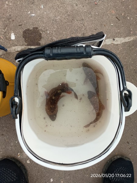 アジング大漁！