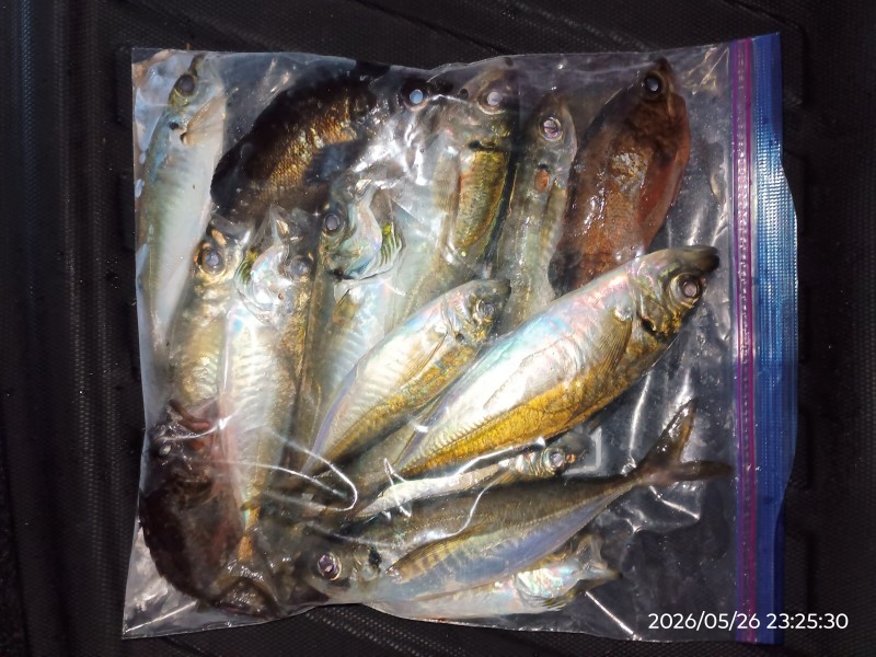 23時過ぎまでやって、最終12匹。食いの渋い分、数匹ポロリもあった。型は、20オーバー３本、あとは17cm前後で、他に、メバル2匹、カサゴ１匹。僕は、ツ抜け出来れば満足です😊