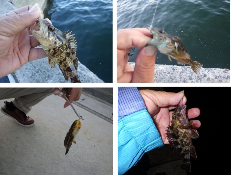 <p>同行者の釣果も含めると、メバル以外に5種で6目達成でした。（アジは極豆が1匹）</p>
<h1 class="skin-entryTitle" style="font-size: 26px; margin: 0px 0px 20px; line-height: 1.4; color: #607374; padding-bottom: 15px; border-bottom: 1px solid #9e9e9e; font-family: -apple-system, BlinkMacSystemFont, sans-serif; background-color: #ffffff;" data-uranus-component="entryTitle"><a class="skinArticleTitle" style="background-color: transparent; text-decoration: none;" href="https://ameblo.jp/knokappa/entry-12967522067.html" rel="bookmark" aria-current="page" data-google-interstitial="false">ガッシーは気まぐれ！？狙うと釣れない五目釣り戦？</a></h1>
<p>#プロモーション<br />#マルキュー<br />#ダン</p>