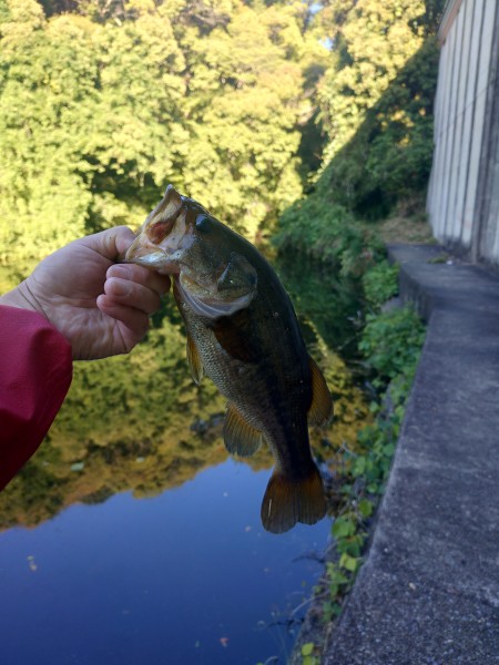 週末朝イチ釣行へ

少し季節が進んだのか足元にはバスは見えず、沖側のウィードエッジを狙って古き良きヤマセンコーテキサスで探っていくと釣れました