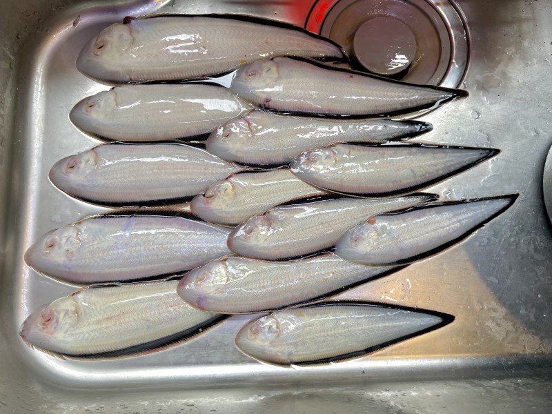 舌平目のよく釣れる日でした