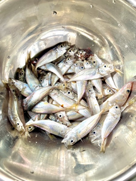 豆アジ