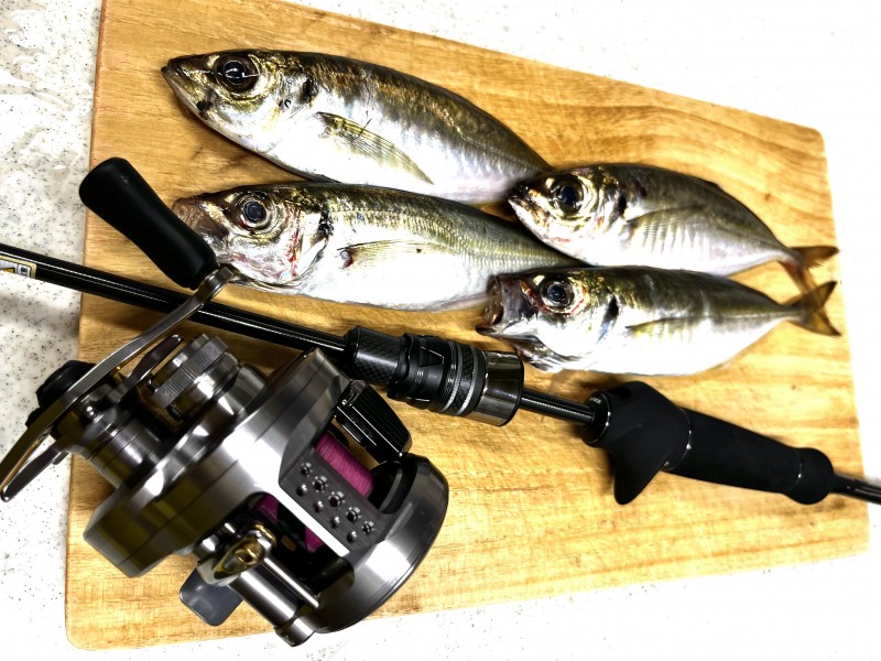 兵庫県 その他兵庫県の海・磯 釣果