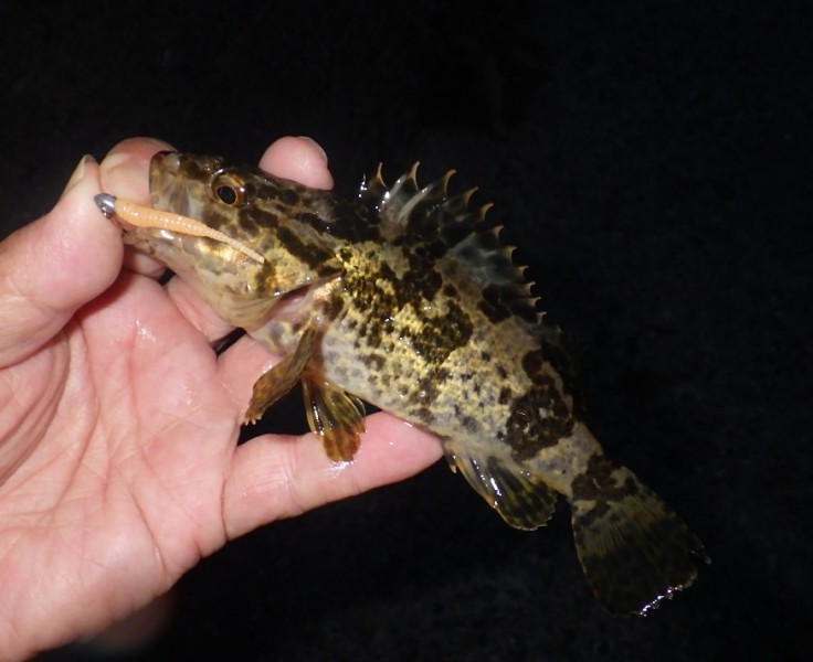 <p>堤防キワには大量の藻があり、その隙間を狙ったら出ました！！</p>
<h1 class="skin-entryTitle" style="font-size: 26px; margin: 0px 0px 20px; line-height: 1.4; color: #607374; padding-bottom: 15px; border-bottom: 1px solid #9e9e9e; font-family: -apple-system, BlinkMacSystemFont, sans-serif; background-color: #ffffff;" data-uranus-component="entryTitle"><a class="skinArticleTitle" style="background-color: transparent; text-decoration: none;" href="https://ameblo.jp/knokappa/entry-12969002927.html" rel="bookmark" aria-current="page" data-google-interstitial="false">切れ藻に邪魔されながら、梅雨の極豆アジの気配を追う！？</a></h1>
<p>#プロモーション<br />#マルキュー<br />#ダン</p>
