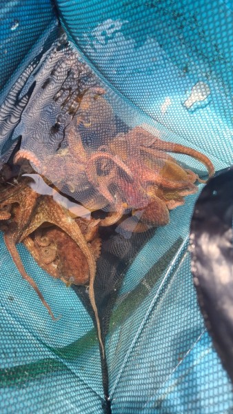何とか釣れた