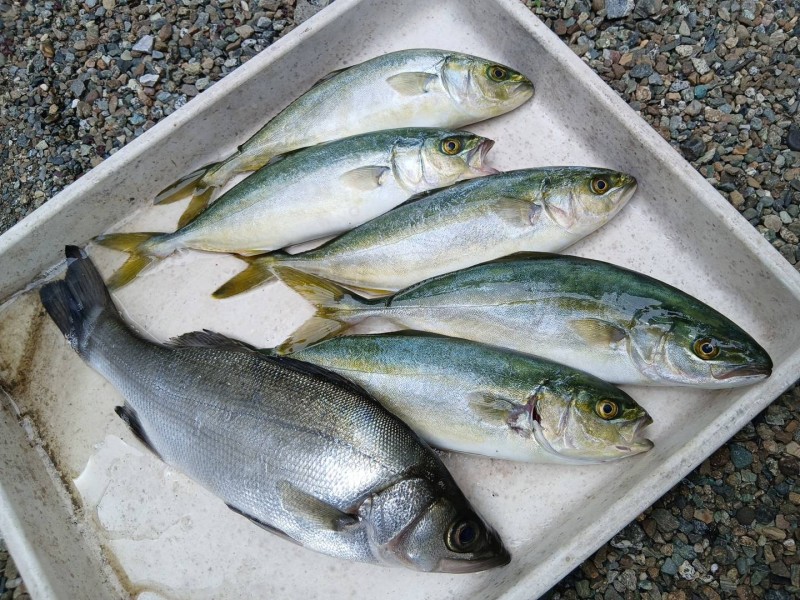 神奈川県 国府津海岸(小田原市) 釣果