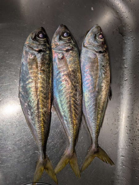 何とか３匹でした。上手くハマればまだまだ釣れそうです。
