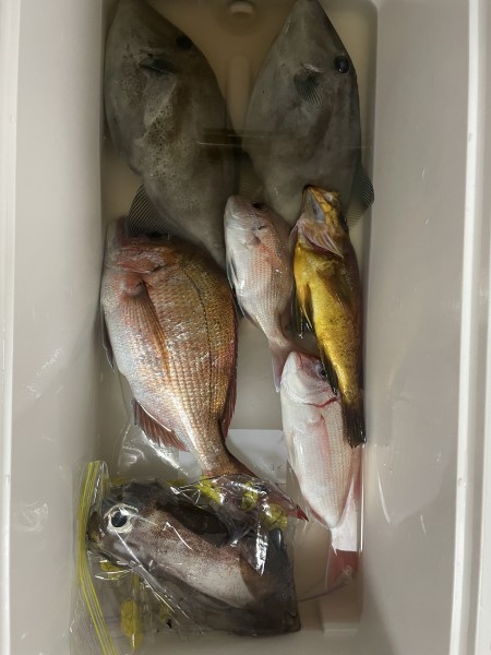 保険のカゴ釣りでお土産GET
