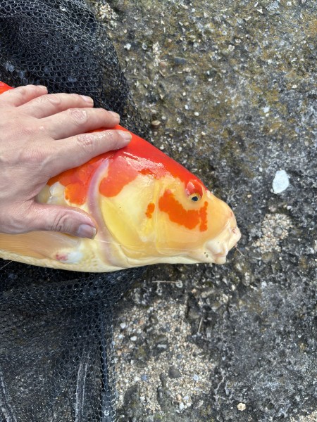 香川県 高松市の池または湖 釣果