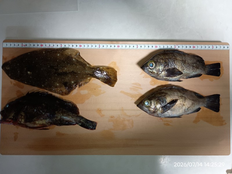 ラッキーにも、先行者が帰って入れた根魚ポイントだった。2匹目の20オーバーメバルの後には、26cmのカサゴ。これがまた重厚な、腕が疲れる位の引きを味合わせてくれた。そして、根魚はもう十分かな、と始めたアジングに来たのが、ヒラメ（ソゲ）❤️これがまたメチャ元気で、海面で反転を繰り返し大暴れ。　　これほど堪能できた釣りは、久しぶりだ。アジは結局ボーズだったけれどね・・・ｗｗ